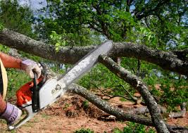 Best Fruit Tree Pruning  in Bokeelia, FL